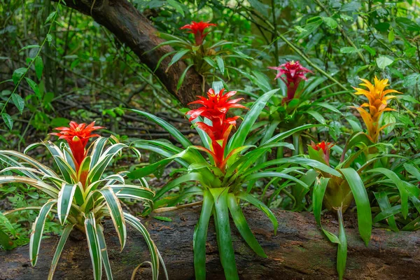 Bromeliad Flowers Guzmania Tropical Plants Brazilian Rainforest Pantanal Brazil — Stock Photo, Image
