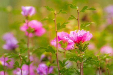 Delicate single flowers head in a bloom, idyllic Giverny gardens at springtime, France