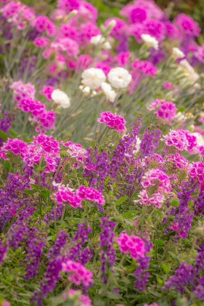 Purple Pink Flowers Garden Golden Sunset Idyllic Landscape Giverny France — Stock Photo, Image
