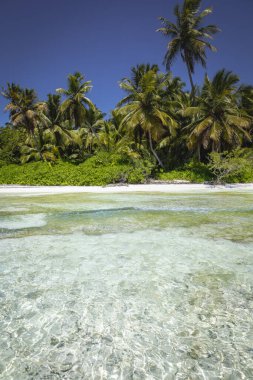 Tropical beach in caribbean sea, idyllic Saona island, Punta Cana, Dominican Republic