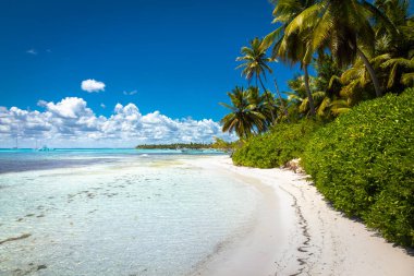 Tropical beach in caribbean sea, idyllic Saona island, Punta Cana, Dominican Republic