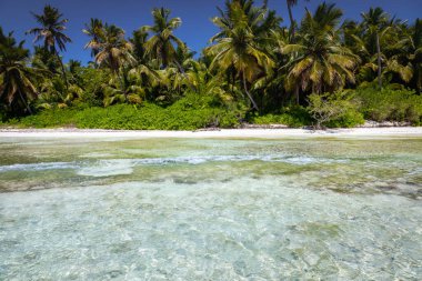 Tropical beach in caribbean sea, idyllic Saona island, Punta Cana, Dominican Republic