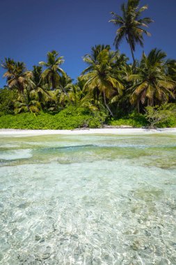 Tropical beach in caribbean sea, idyllic Saona island, Punta Cana, Dominican Republic