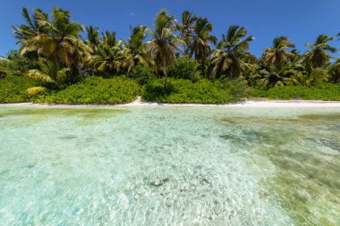 Tropical beach in caribbean sea, idyllic Saona island, Punta Cana, Dominican Republic