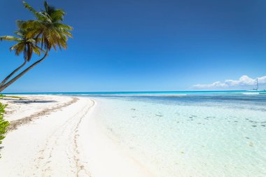 Tropical beach in caribbean sea, idyllic Saona island, Punta Cana, Dominican Republic