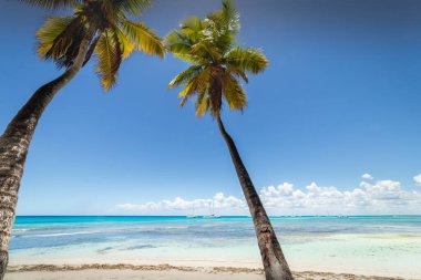 Tropical beach in caribbean sea, idyllic Saona island, Punta Cana, Dominican Republic