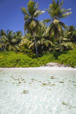 Tropical beach in caribbean sea, idyllic Saona island, Punta Cana, Dominican Republic