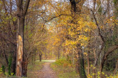 Spooky Road into Forest at autumn in Balkan Mountains near Shipka pass, Bulgaria