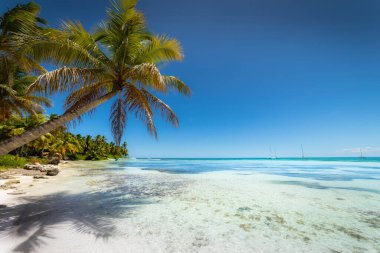 Boats and tropical beach in caribbean sea, idyllic Saona island, Punta Cana, Dominican Republic