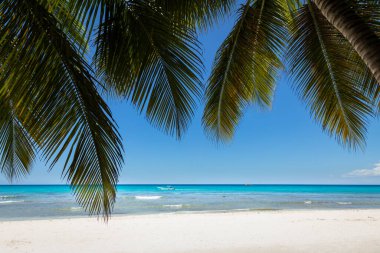 Karayip Denizi 'ndeki tropik plaj, Saona Adası, Punta Cana, Dominik Cumhuriyeti