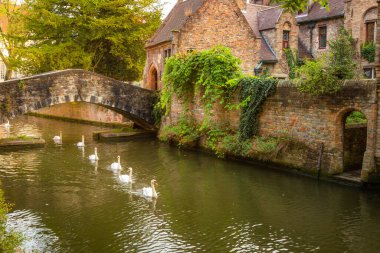 Flemish and ornate architecture of Bruges with canal and swans floating in a row, Flanders, Belgium