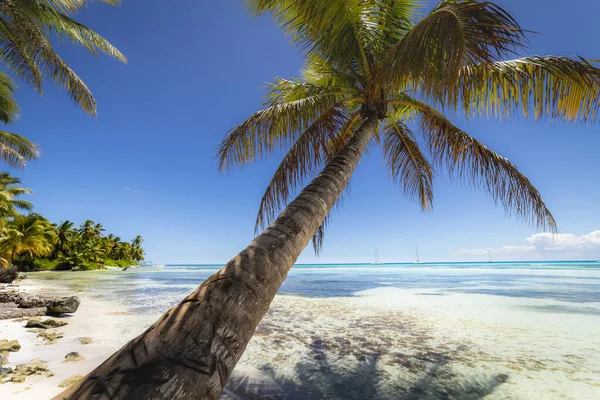 Łodzie Tropikalna Plaża Morzu Karaibskim Idylliczna Wyspa Saona Punta Cana — Zdjęcie stockowe