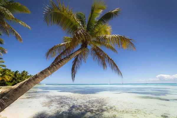 Barcos Playa Tropical Mar Caribe Isla Idílica Saona Punta Cana —  Fotos de Stock