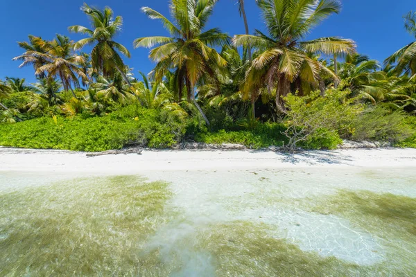 Tropical Beach Caribbean Sea Idyllic Saona Island Punta Cana Dominican —  Fotos de Stock
