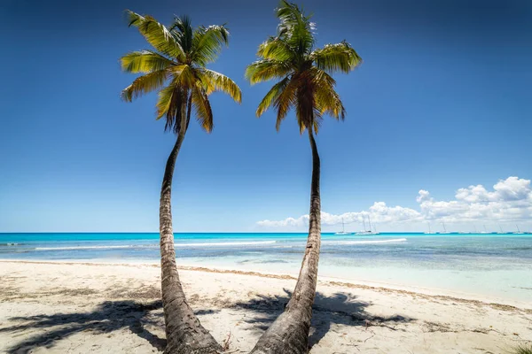 Tropical beach in caribbean sea, idyllic Saona island, Punta Cana, Dominican Republic