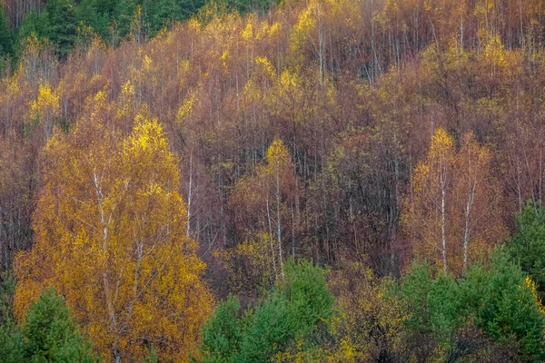 Jesienny Złoty Krajobraz Żółty Las Bałkanach Bułgarii Europa Wschodnia — Zdjęcie stockowe