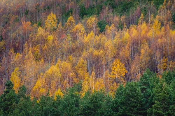 Goldene Herbstlandschaft Gelber Wald Auf Dem Balkan Von Bulgarien Osteuropa — Stockfoto
