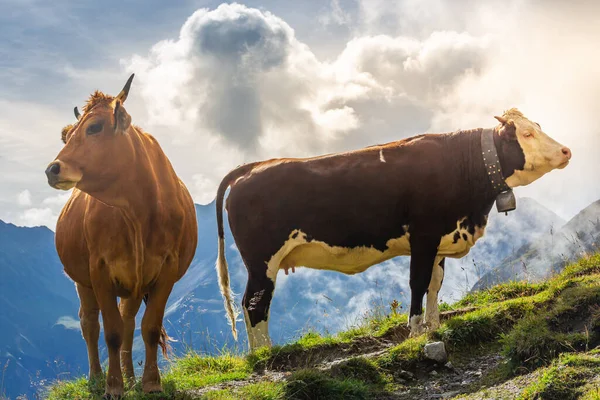 Dvě Hnědé Alpské Krávy Nad Horou Tyrolsku Při Východu Slunce — Stock fotografie
