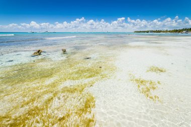 Tropical beach in caribbean sea, idyllic Saona island, Punta Cana, Dominican Republic