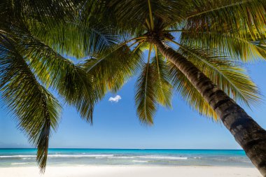 Tropical beach in caribbean sea, idyllic Saona island, Punta Cana, Dominican Republic