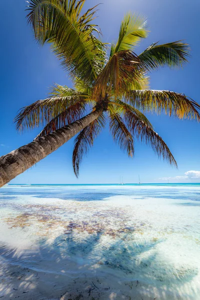 Barcos Praia Tropical Mar Caribe Idílica Ilha Saona Punta Cana — Fotografia de Stock