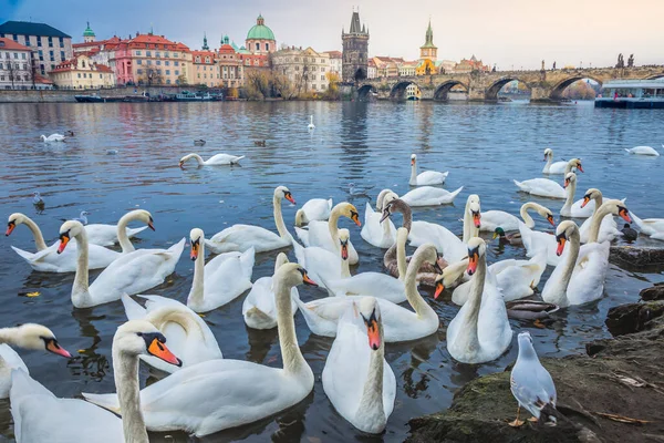 Grupo Cisnes Flotando Río Moldava Praga Amanecer Dramático República Checa —  Fotos de Stock
