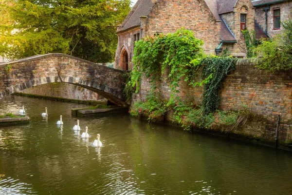 Flemish Ornate Architecture Bruges Canal Swans Floating Row Flanders Belgium — Foto Stock