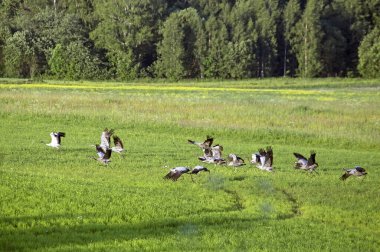 A flock of cranes take-off from the field in the middle of the summer. Common crane or Eurasian crane (Grus grus), Eastern Lithuania.