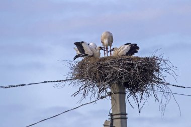 Elektrik direğindeki leyleklerin yuvası. Beyaz leylek (Ciconia ciconia).