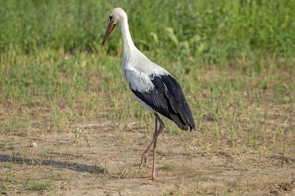 White Stork Walking Green Field Close White Stork Ciconia Ciconia — Stock Photo, Image