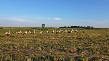 Yaz tarlasında büyük beyaz leylek sürüsü (Ciconia ciconia). Genç beyaz leylekler ve kuşlar sürüler halinde gezinen bir çift bulamadılar. Sadece ilkbahar ve sonbaharda değil, tüm yuva mevsiminde..