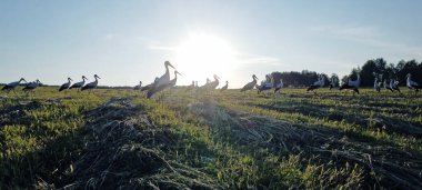 Yaz tarlasında büyük beyaz leylek sürüsü (Ciconia ciconia). Genç beyaz leylekler ve kuşlar sürüler halinde gezinen bir çift bulamadılar. Sadece ilkbahar ve sonbaharda değil, tüm yuva mevsiminde..