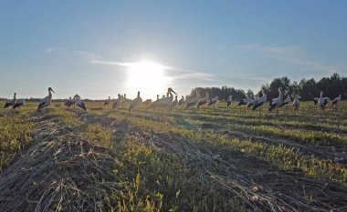 Yaz tarlasında büyük beyaz leylek sürüsü (Ciconia ciconia). Genç beyaz leylekler ve kuşlar sürüler halinde gezinen bir çift bulamadılar. Sadece ilkbahar ve sonbaharda değil, tüm yuva mevsiminde..