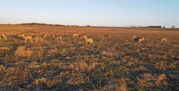 stock image A group of roe deer on the field in early spring. Flock of European roe deer (Capreolus capreolus).