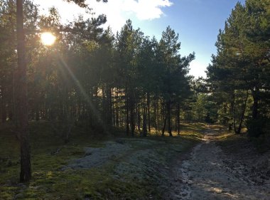 Deniz kenarındaki çam ormanında güneşli bir gün. Curonian Lagünü ve deniz arasındaki 