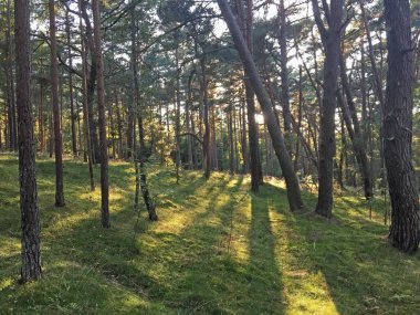 Deniz kenarındaki çam ormanında güneşli bir gün. Curonian Lagünü ve deniz arasındaki 