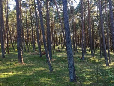 Deniz kenarındaki çam ormanında güneşli bir gün. Curonian Lagünü ve deniz arasındaki 