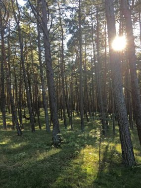 Deniz kenarındaki çam ormanında güneşli bir gün. Curonian Lagünü ve deniz arasındaki 