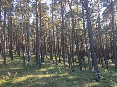 Deniz kenarındaki çam ormanında güneşli bir gün. Curonian Lagünü ve deniz arasındaki 