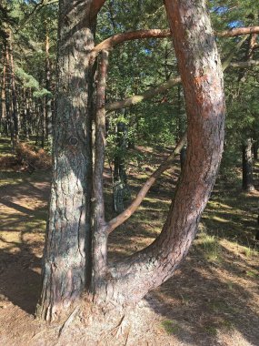 Deniz kenarındaki çam ormanında güneşli bir gün. Curonian Lagünü ve deniz arasındaki 