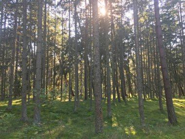 Deniz kenarındaki çam ormanında güneşli bir gün. Curonian Lagünü ve deniz arasındaki 