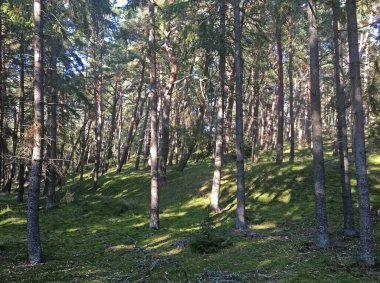 Deniz kenarındaki çam ormanında güneşli bir gün. Curonian Lagünü ve deniz arasındaki 