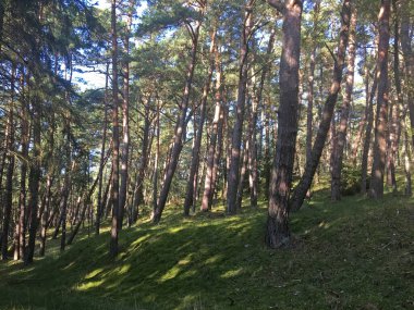 Sunny day in the seaside pine forest. Beautiful landscape of National Park 