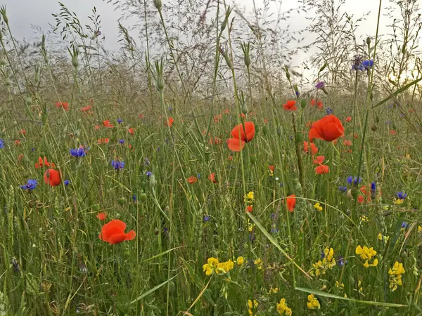 Gün batımında yağmurdan sonra çok renkli çiçek açan yaz çayırları. Tarla gelinciği (Papaver rhoeas), mısır çiçeği (Centaurea siyanus) ve diğer çiçekler.