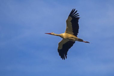 Mavi gökyüzünde uçan beyaz leylek. Beyaz leylek (Ciconia ciconia).