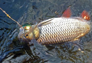 European chub (Squalius cephalus) caught in the river on the crankbait wobbler. Trophy of the summer spinning fishing. clipart