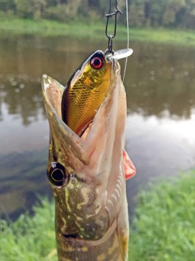 Northern pike (Esox lucius) caught in the river on the crankbait wobbler. Trophy of the summer spinning fishing. clipart