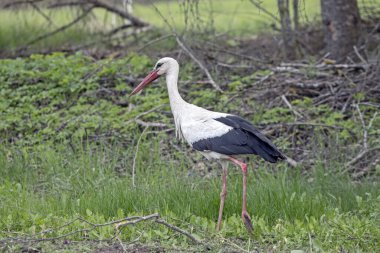 Beyaz leylek yeşil bir alanda yürüyor. Beyaz leyleğin yakın çekimi (Ciconia ciconia).