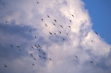 Siyah kırlangıç sürüsünün güzel senkronize uçuşu. Ortak Swift (Apus apus) toplu olarak böcek avlar.
