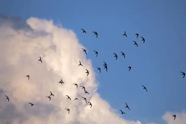 stock image Beautiful synchronized flight of the flock of black swifts. Common Swift (Apus apus) hunt insects collectively.